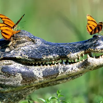 Упражнение на навыки «Весёлый крокодил»